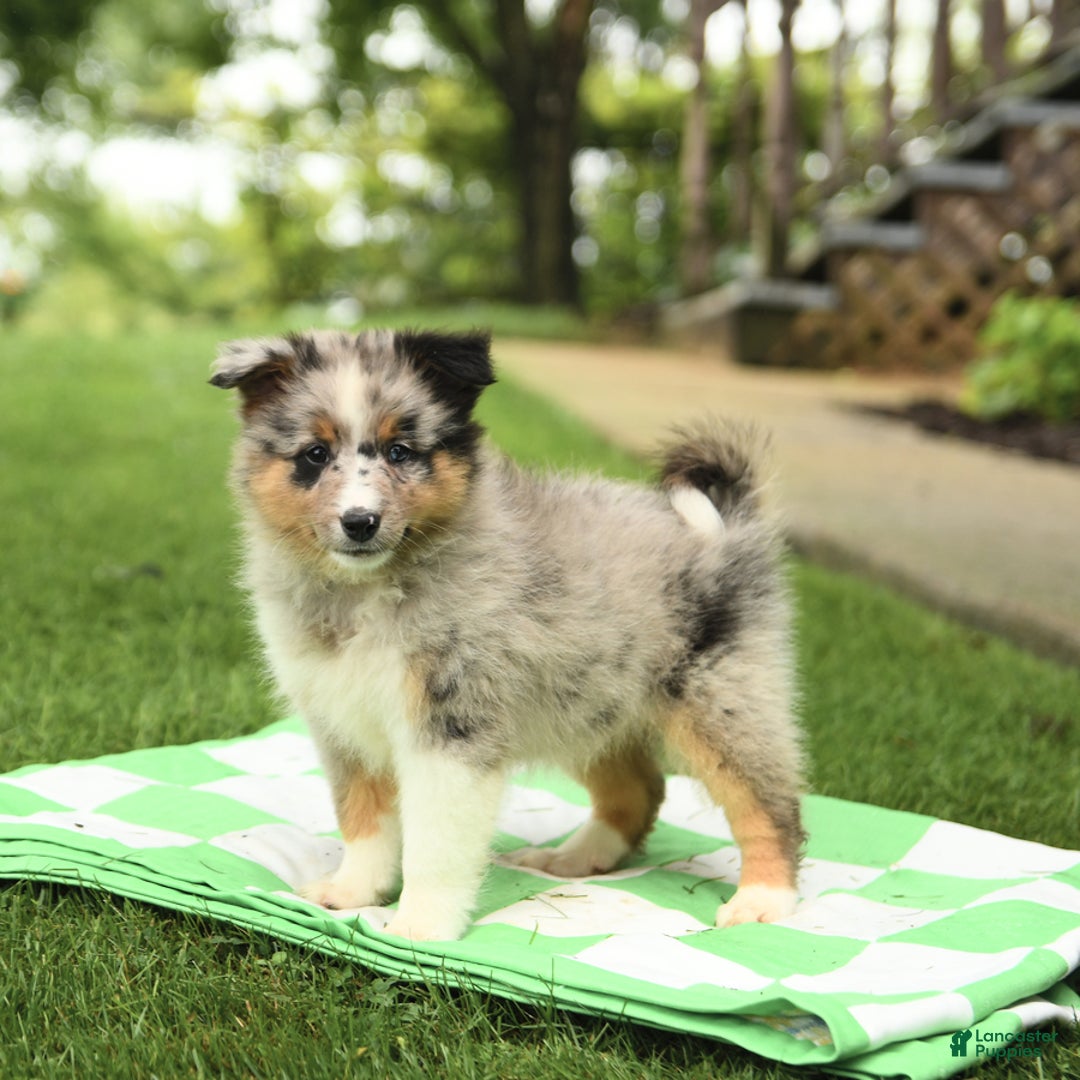 Shetland Sheepdog dogs for sale: Pal - Image 1