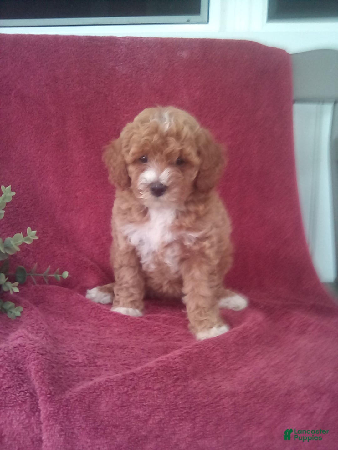 Mini Goldendoodle dogs for sale: Elisa - Image 1
