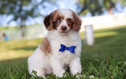 Miniature Poodle dogs for sale: Biscuit - Image 10