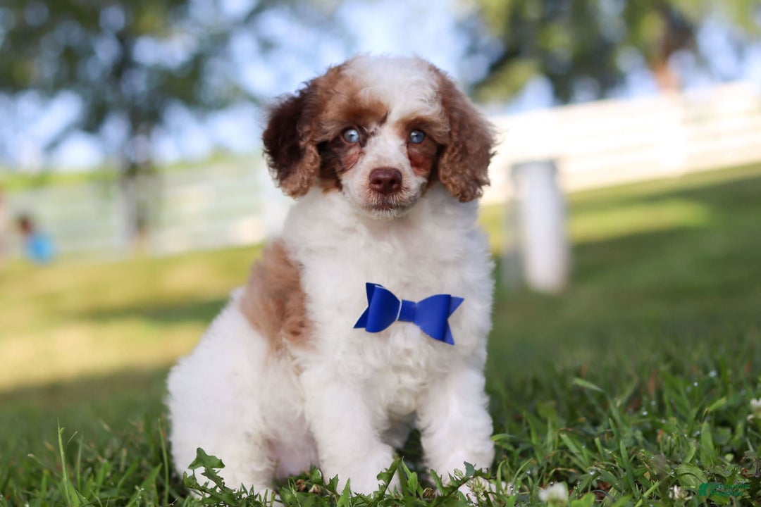 Miniature Poodle dogs for sale: Biscuit - Image 10