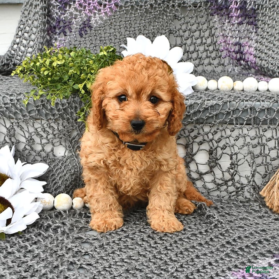 Cavapoo dogs for sale: Candy - Image 9