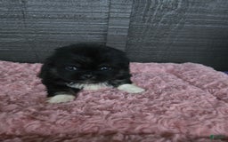 Pekingese dogs for sale: Voorhees - Image 1
