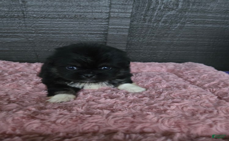 Pekingese dogs for sale - Ad 3