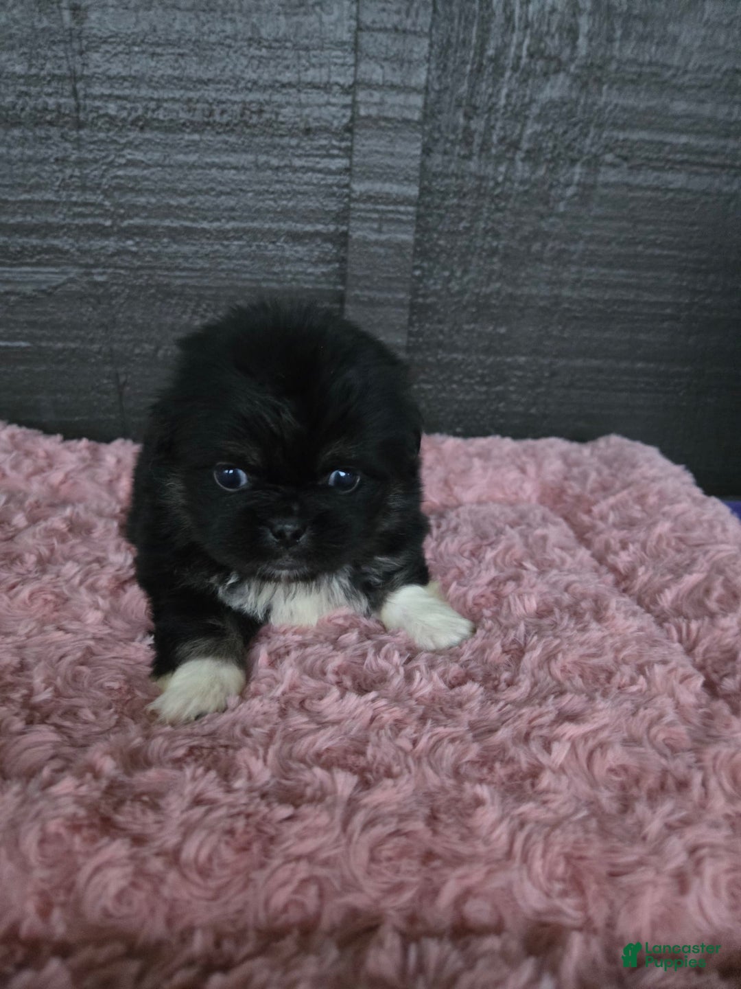 Pekingese dogs for sale: Voorhees - Image 1