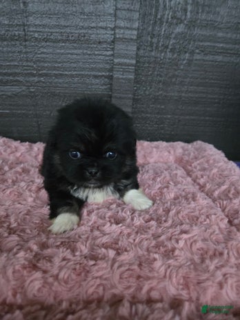 Pekingese dogs for sale - Ad 3