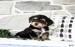 Yochon dogs for sale: Tristin - Image 5