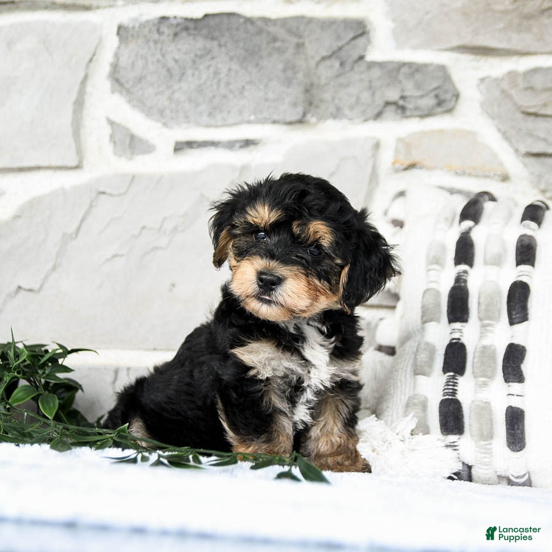 Yochon dogs for sale: Tristin - Image 5