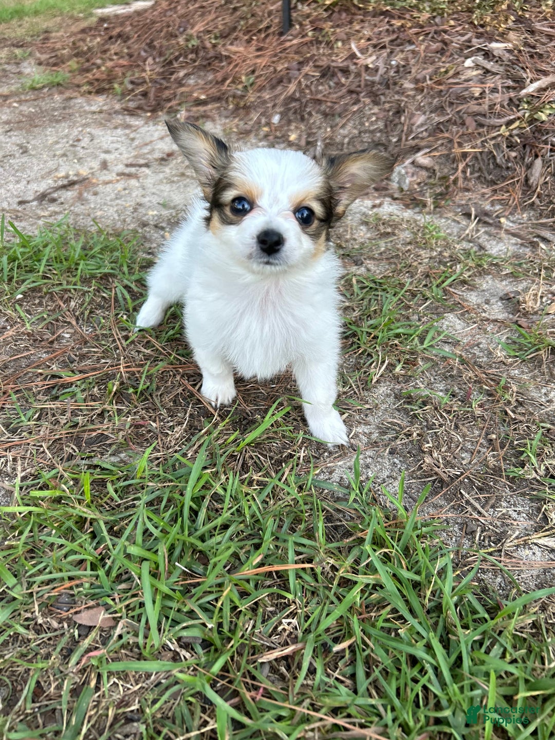 Papillon dogs for sale: Female Puppy 2 - Image 5