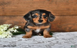 Miniature Dachshund dogs for sale: Dancer - Image 1