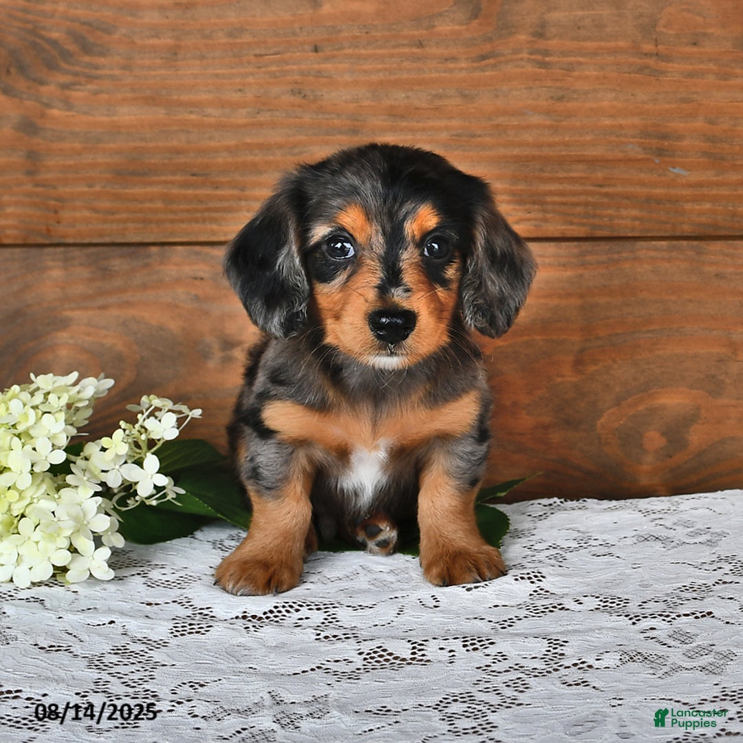 Miniature Dachshund dogs for sale: Dancer - Image 1