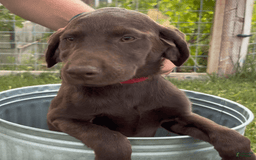 Labrador Retriever dogs for sale: Mocha - Image 4