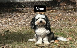 Mini Bernedoodle dogs for sale: Luna - Image 9
