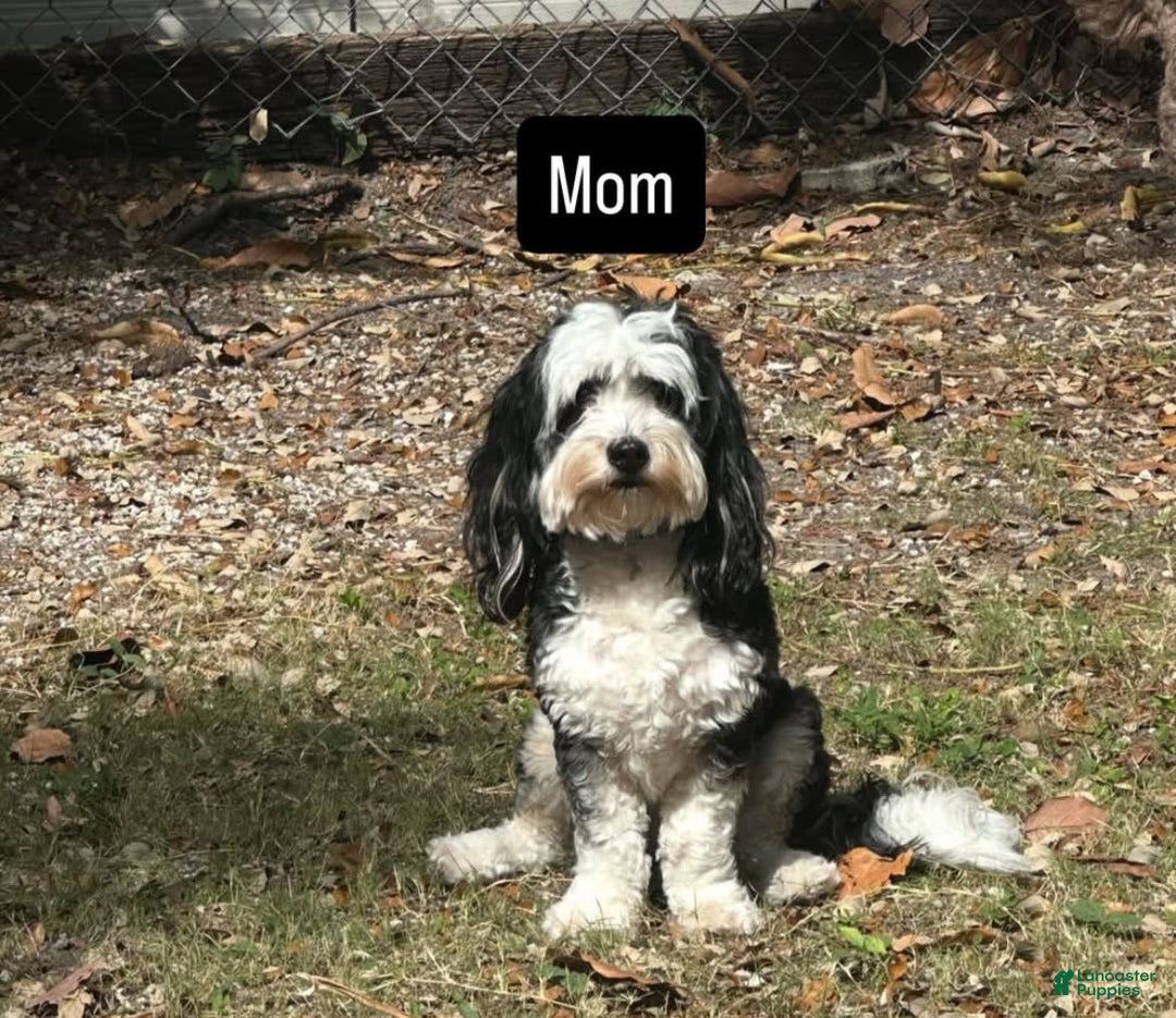 Mini Bernedoodle dogs for sale: Luna - Image 9