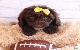 Cockapoo dogs for sale: Bess - Image 15
