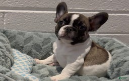 French Bulldog dogs for sale: French Bulldog 2 puppies - Image 2