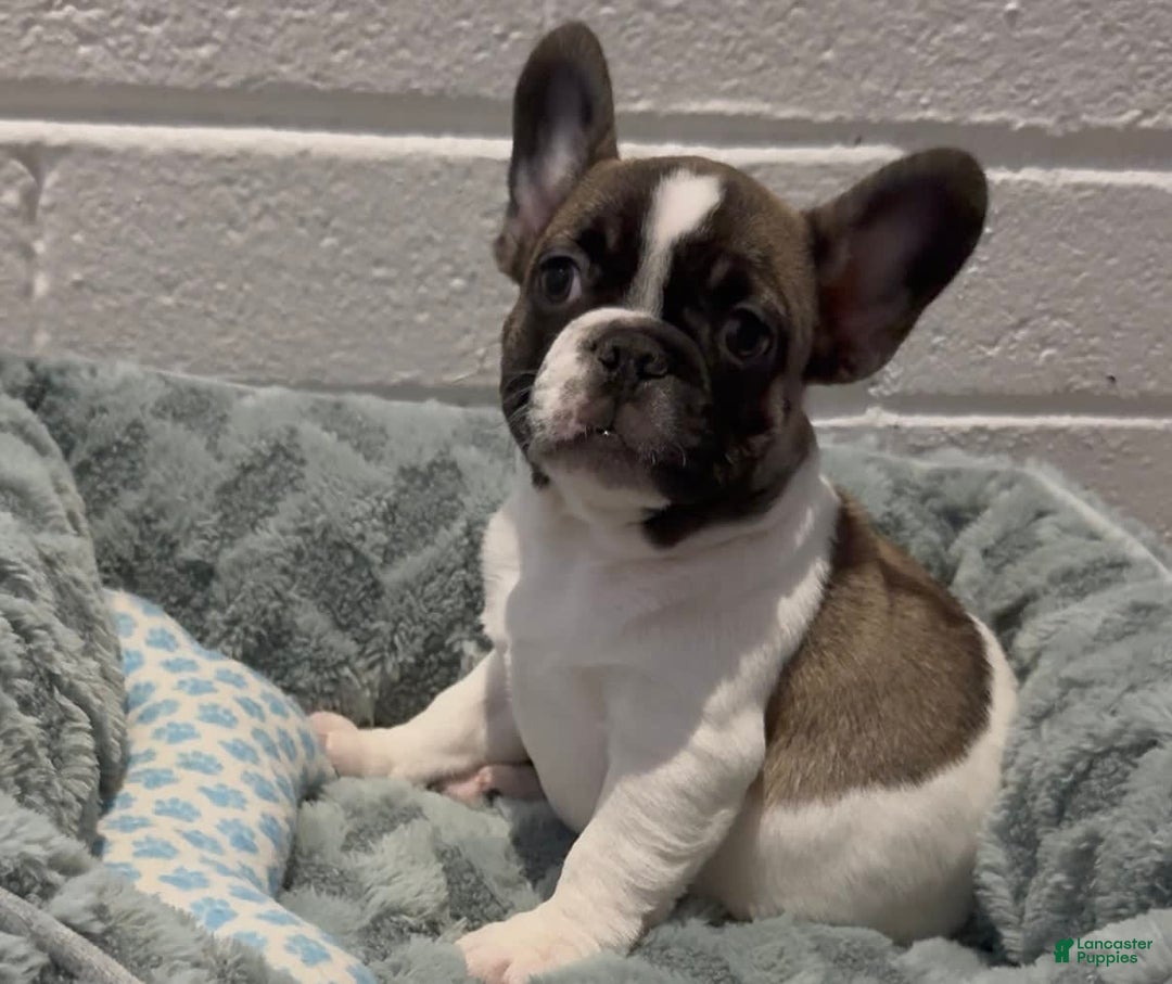 French Bulldog dogs for sale: French Bulldog 2 puppies - Image 2