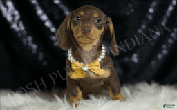 Miniature Dachshund dogs for sale: Bama - Image 3