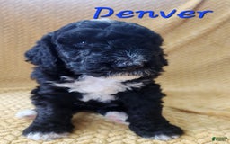 Bernedoodle dogs for sale: Denver - Image 3