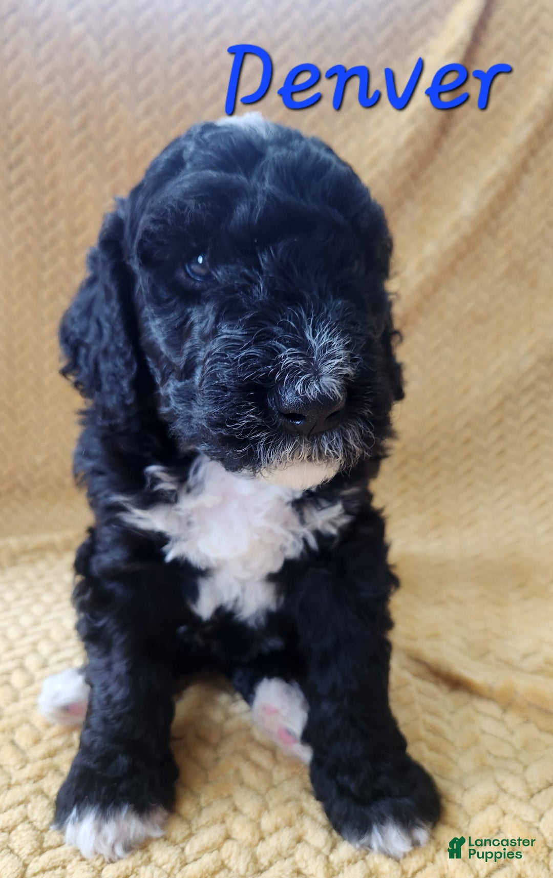 Bernedoodle dogs for sale: Denver - Image 3