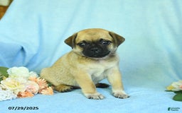 Pug dogs for sale: Apricot - Image 3