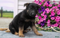 German Shepherd dogs for sale: Betty - Image 2