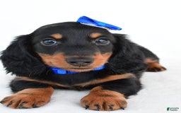 Miniature Dachshund dogs for sale: Teddy - Image 3