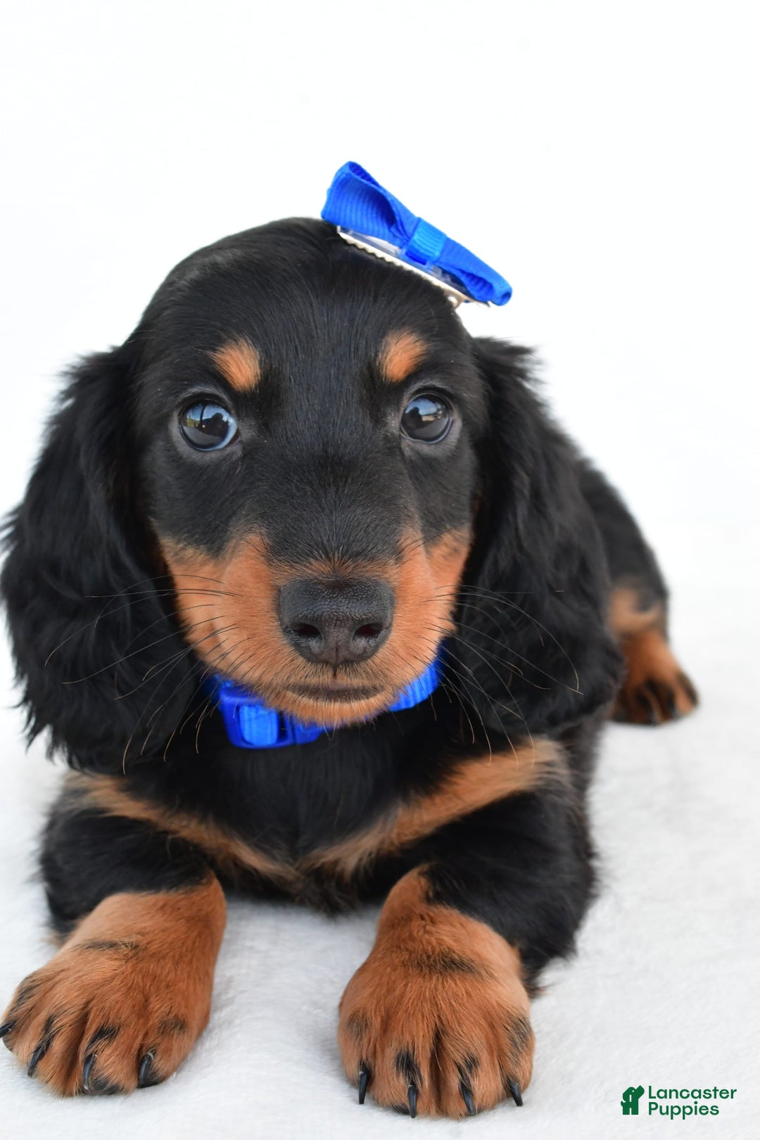 Miniature Dachshund dogs for sale: Teddy - Image 3
