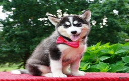 Siberian Husky dogs for sale: Gretta - Image 3