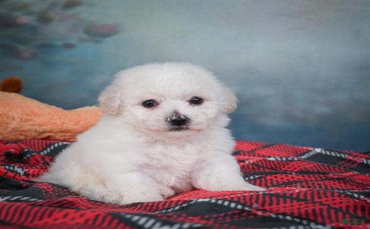 Bichon Frise dogs - Advert 15