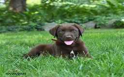 Labrador Retriever dogs for sale: Milo - Image 5