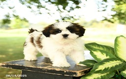 Shih Tzu dogs for sale: Leo - Image 3