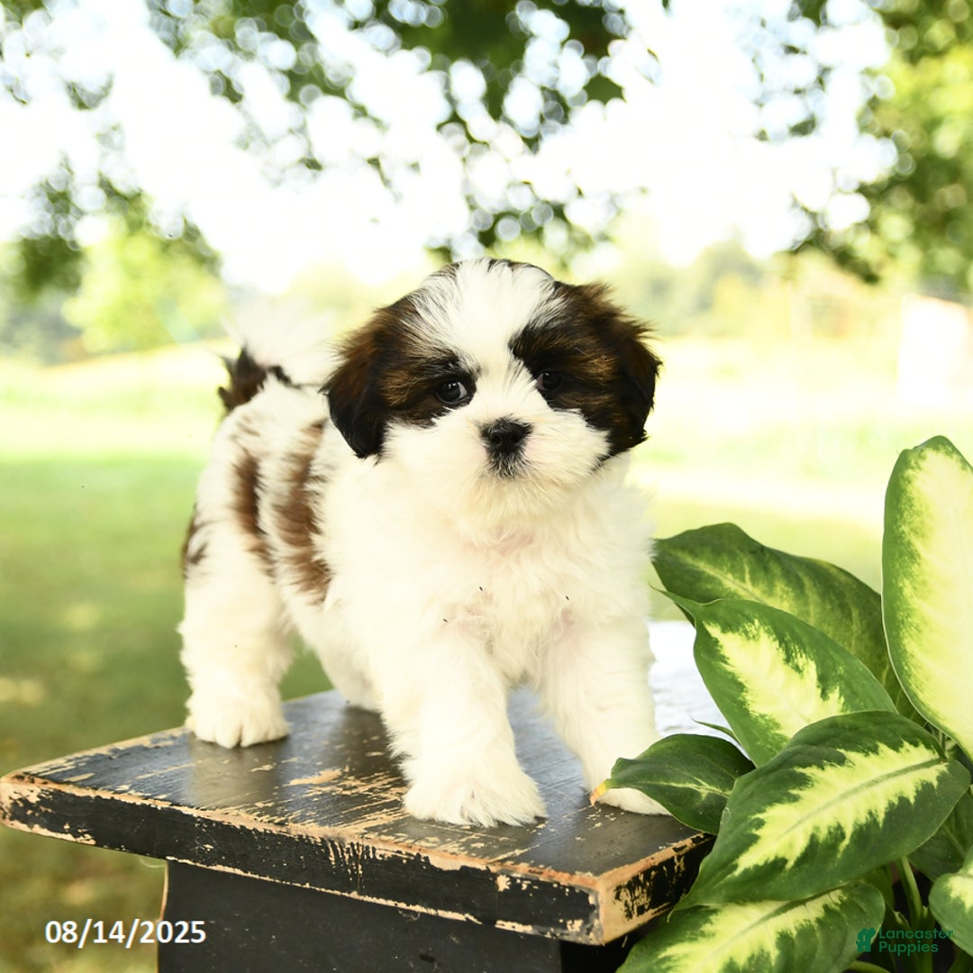 Shih Tzu dogs for sale: Leo - Image 3