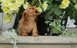 Miniature Dachshund dogs for sale: Miniature Dachshund 4 puppies - Image 11