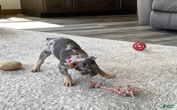 French Bulldog dogs for sale: Nila - Image 18