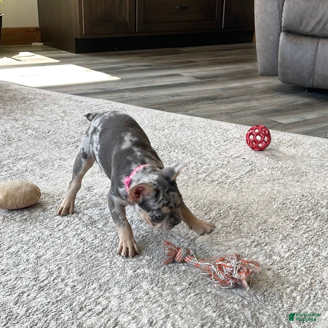 French Bulldog dogs for sale: Nila - Image 18