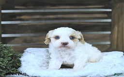 Cavapoo dogs for sale: Zoey - Image 5