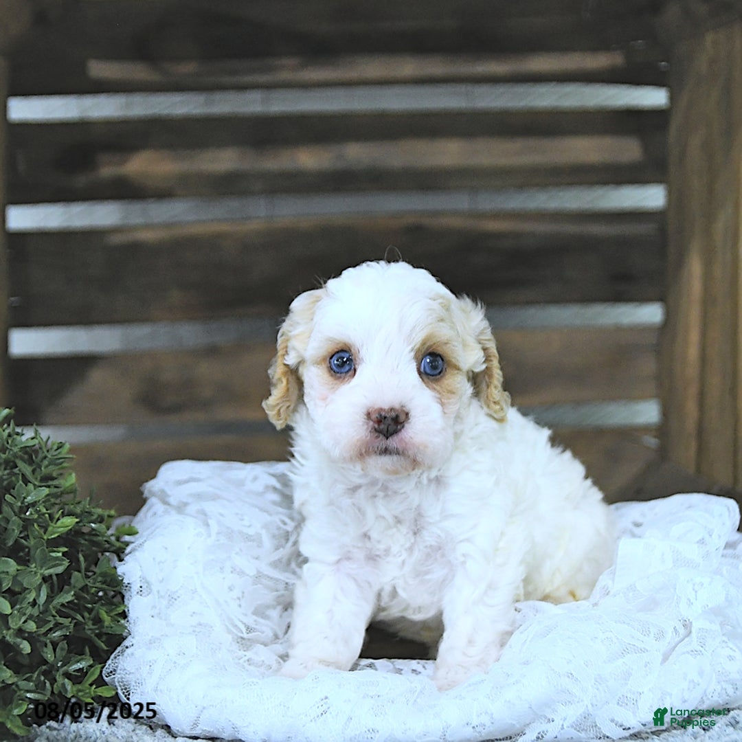 Cavapoo dogs for sale: Zoey - Image 5