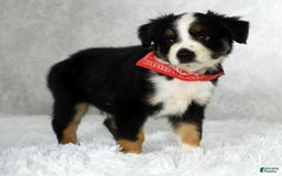 Miniature Australian Shepherd dogs for sale: Colby - Image 9