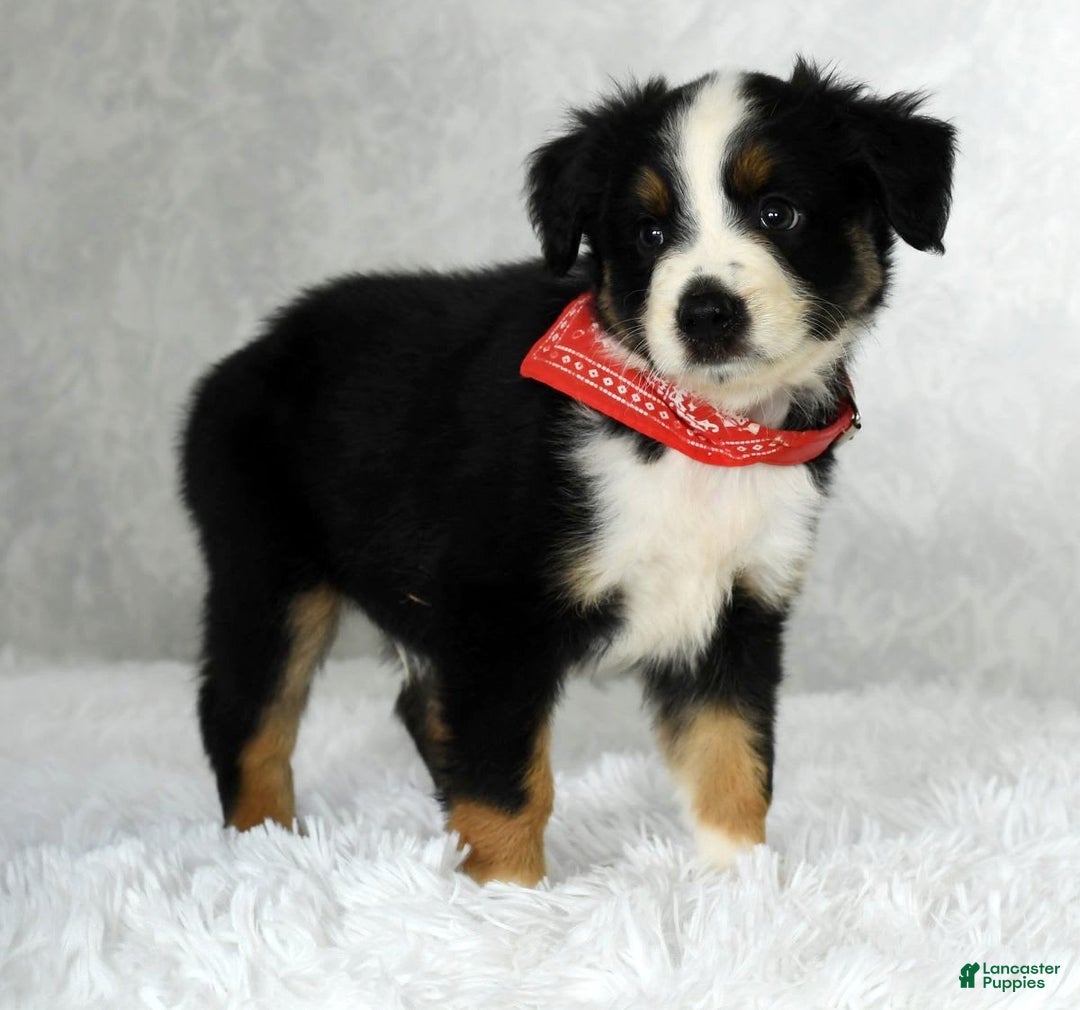Miniature Australian Shepherd dogs for sale: Colby - Image 9