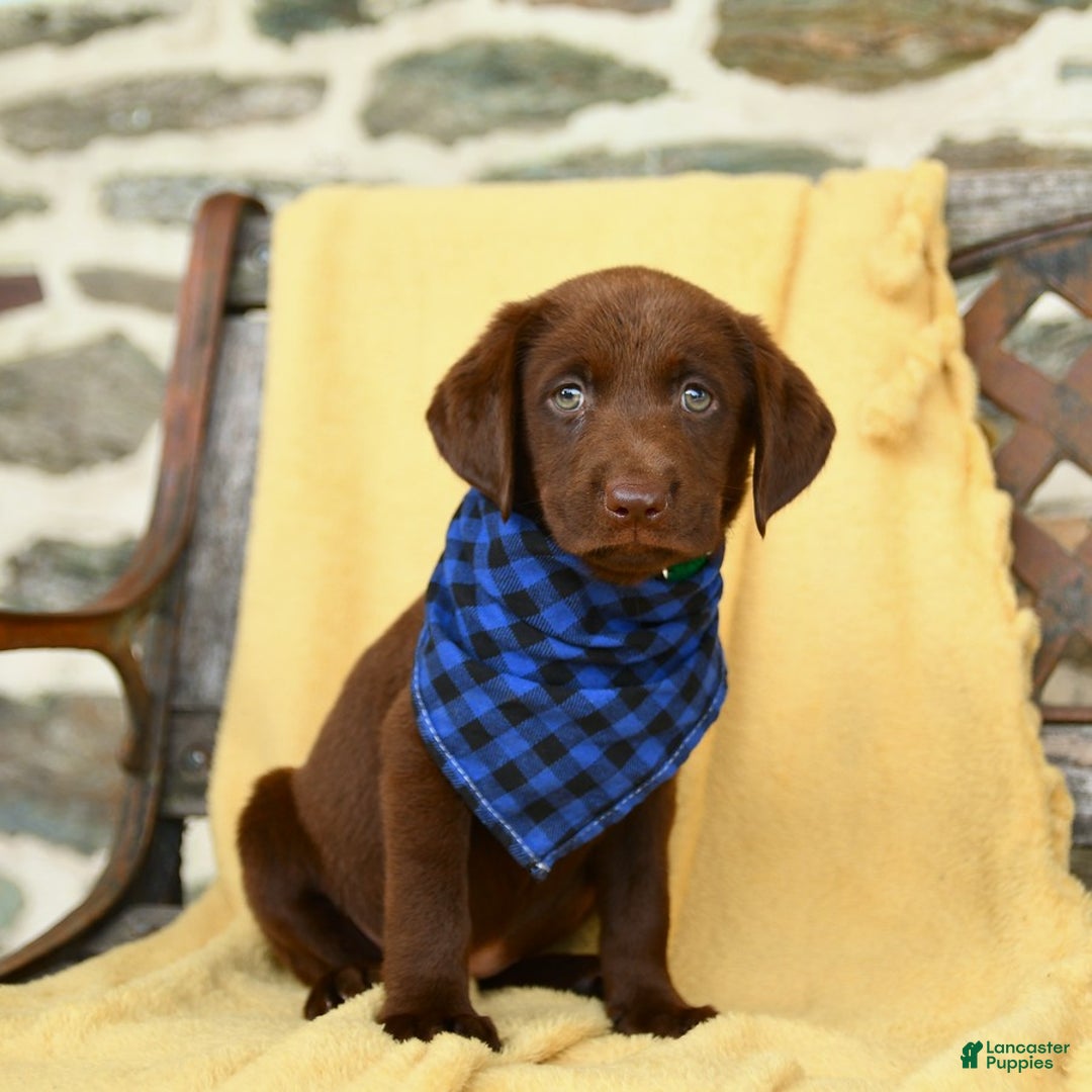 Labrador Retriever dogs for sale: Caramel - Image 4