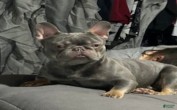 French Bulldog dogs for sale: Waylen - Image 9