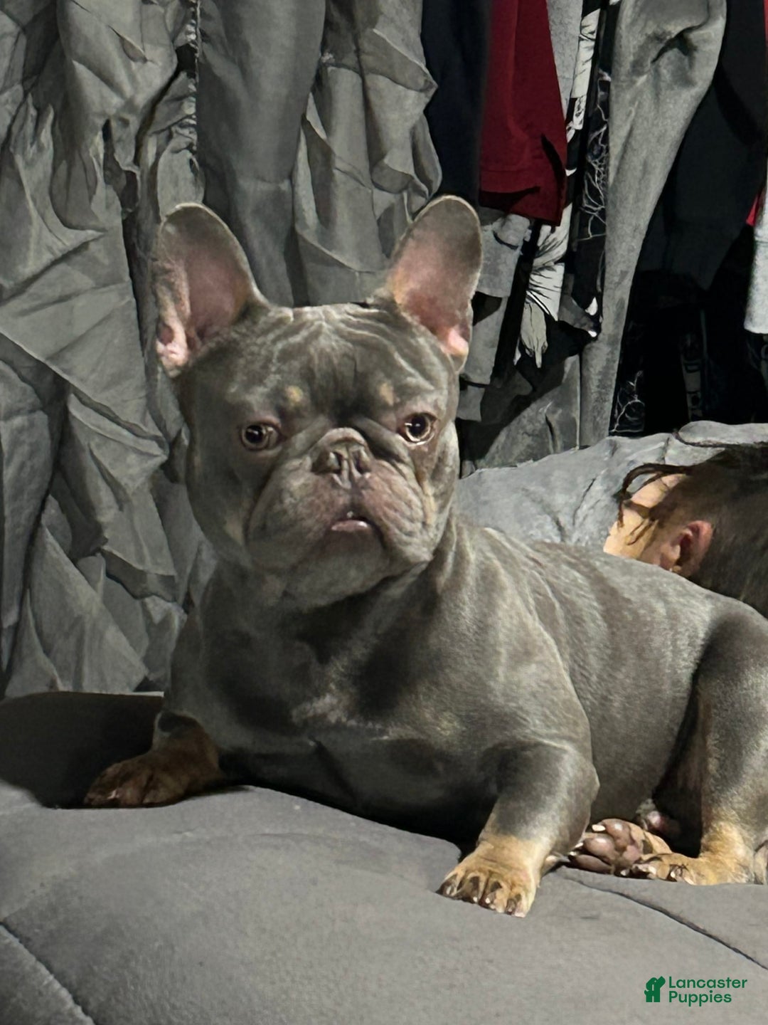 French Bulldog dogs for sale: Waylen - Image 9