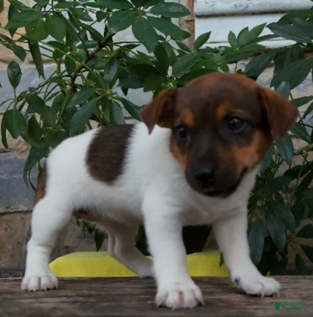Jack Russell Terrier dogs for sale: Kaylee - Image 2