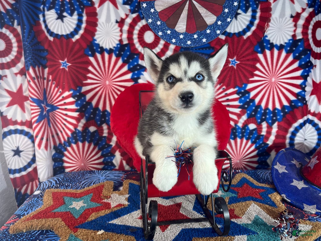 Siberian Husky dogs for sale: rocky - Image 5