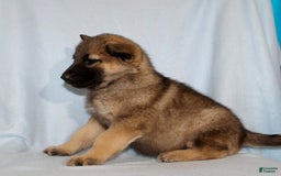 German Shepherd dogs for sale: Turbo - Image 5