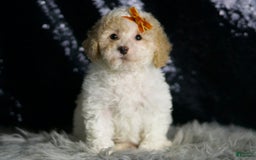 Maltipoo dogs for sale: Kelce - Image 2