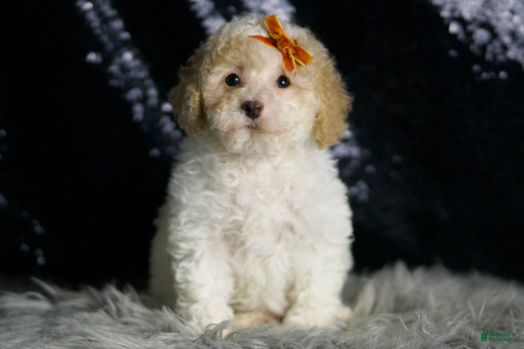 Maltipoo dogs for sale: Kelce - Image 2