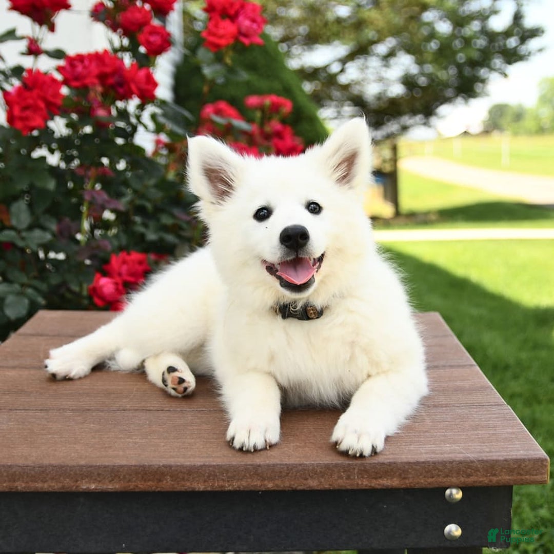 American Eskimo dogs for sale: Meadow - Image 2