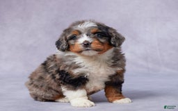 Mini Bernedoodle dogs for sale: Javin - Image 1