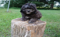 Shihpoo dogs for sale: Chucky - Image 8